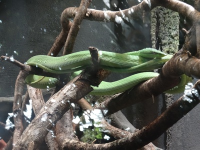 Serpent liane