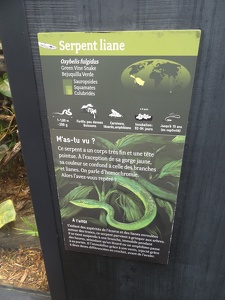 Fiche "Serpent liane"