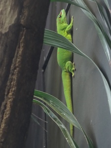 Gecko diurne de Madagascar