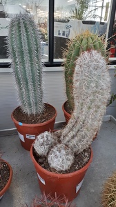 Joli cactus dans cette jardinerie