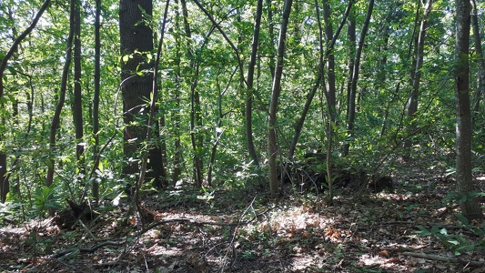 Forêt domaniale de Rueil-Malmaison