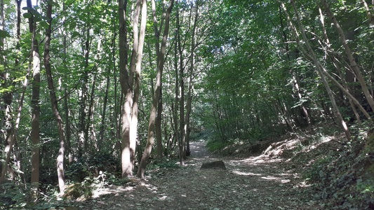 Le parc forestier de la Jonchère