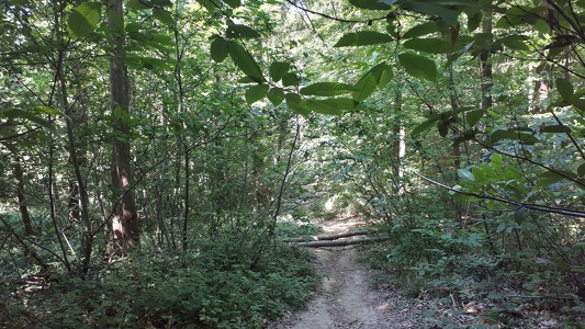 Forêt domaniale de la Malmaison