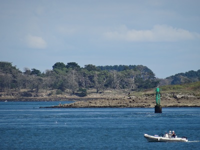 Île de la Jument où les cormorans ont détruit les arbres au sud 